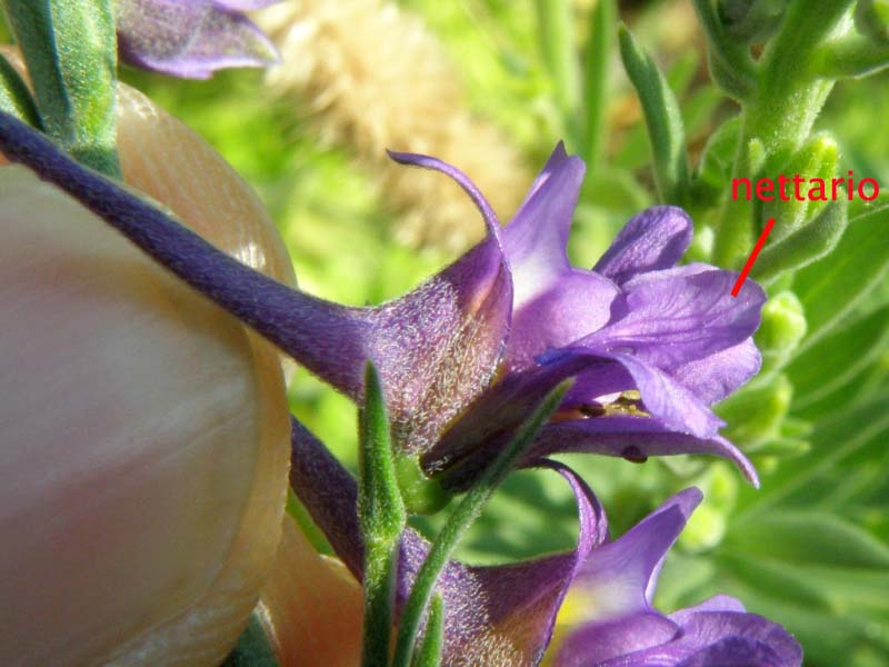 Delphinium halteratum / Speronella comune